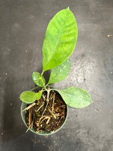 Hoya Multiflora aka Shooting Star