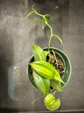 Vanilla Planifolia variegated aka Vanilla Bean Orchid