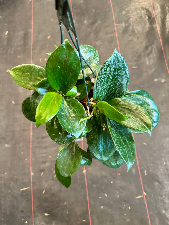 Hoya Merrillii (hanging basket)