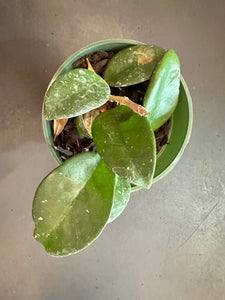 Hoya RHM 002 “Ligia”