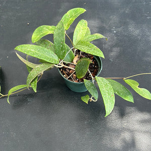 Hoya EPC 376 sp. LP 4