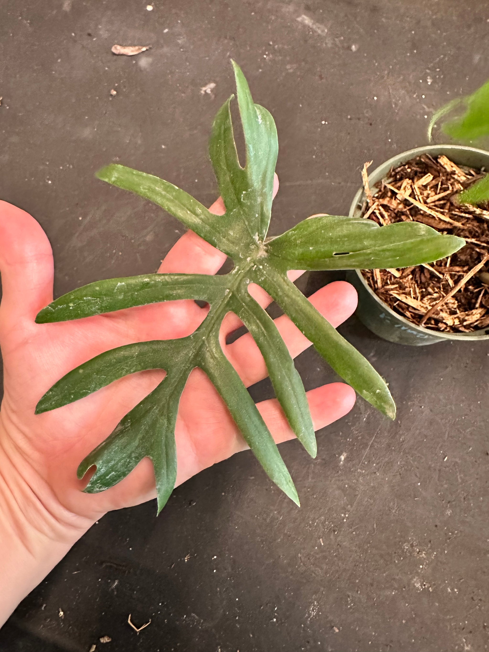 philodendron mayoi mature Philodendron Mayoi – Christine's Tropical & Exotic Plants