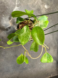 Hoya Cinnamomifolia (hanging basket)