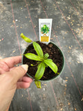 Nepenthes Ventricosa aka Carnivorous Pitcher Plant