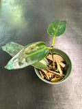 Hoya Archboldiana