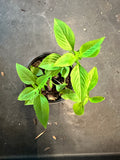 Thai Basil aka Ocimum Basilicum ‘Horapha Nanum’