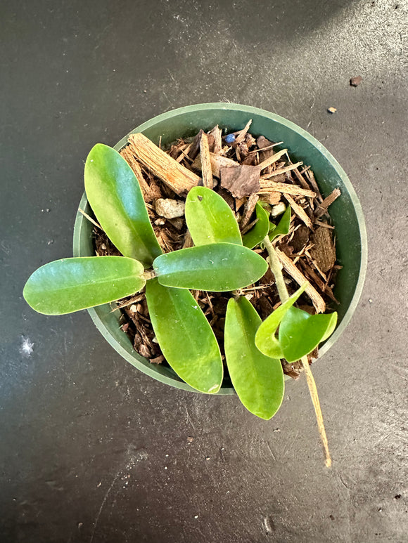 Hoya Cumingiana