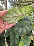 Dragon Scale Alocasia aka Alocasia Baginda