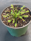 Spathulata Intermedia aka Rosy Sundew