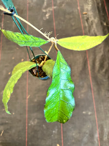 Hoya Callistophylla (hanging basket)