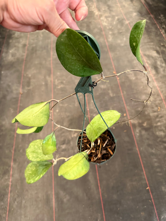 Hoya Michele (hanging basket)