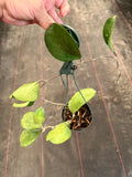 Hoya Michele (hanging basket)