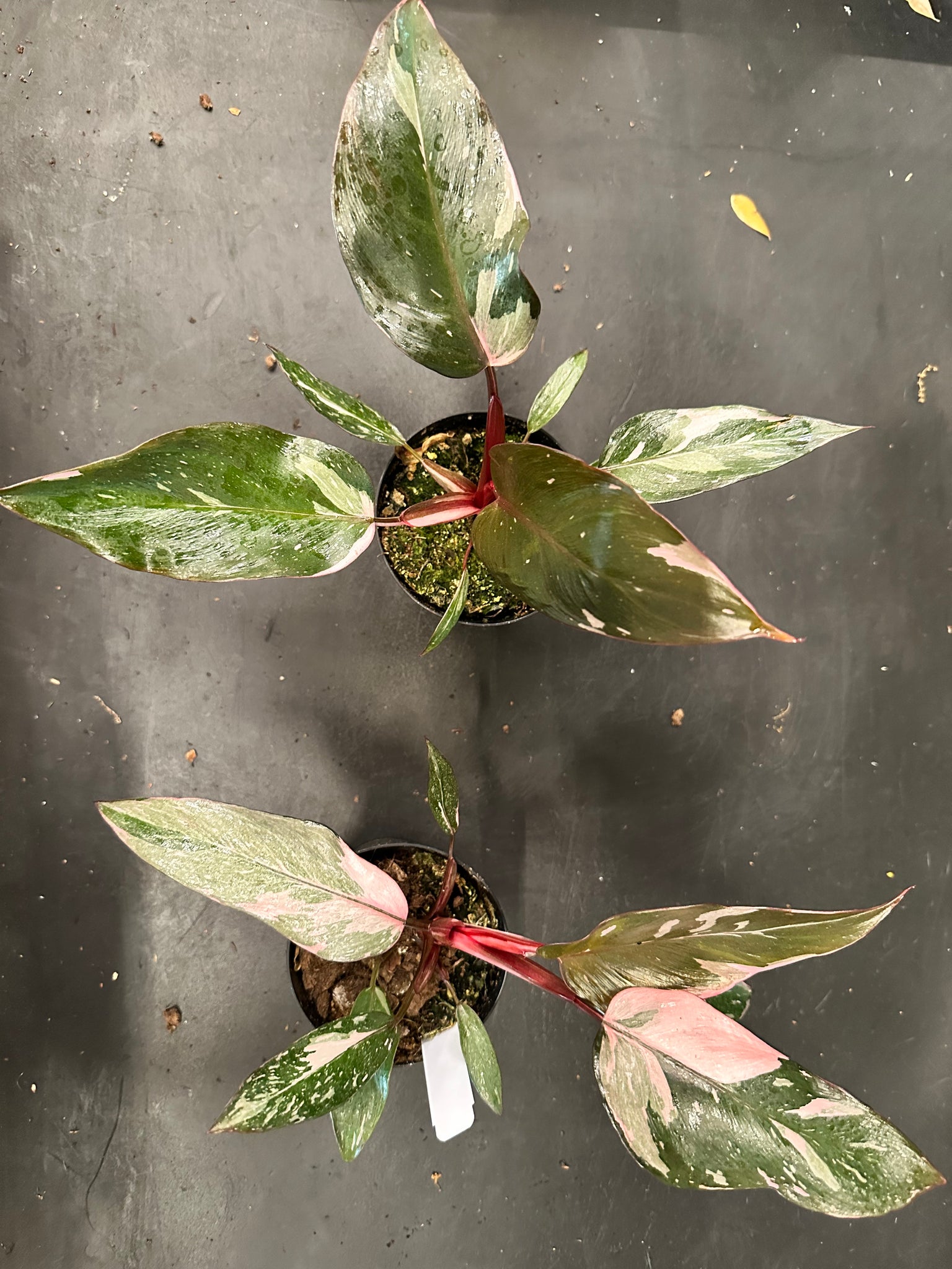buy online philodendron pink princess Philodendron Pink Princess – Christine's Tropical & Exotic Plants