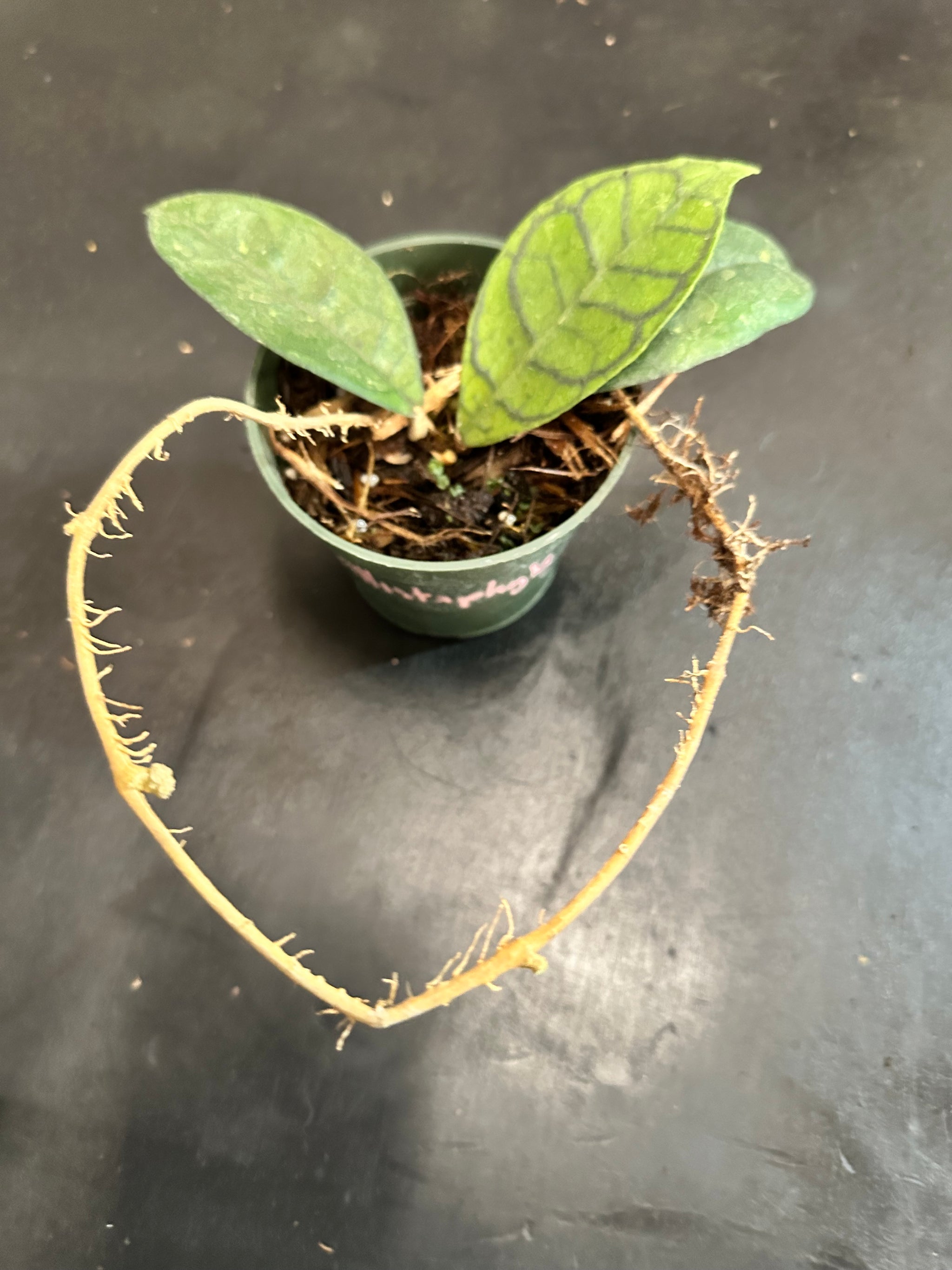 Hoya Callistophylla – Christine's Tropical & Exotic Plants