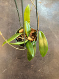 Hoya Ilagiorum (Hanging Basket)