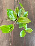 Hoya Surigaoensis (Hanging Basket)