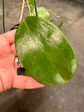 Hoya Cinnamomifolia (hanging basket)