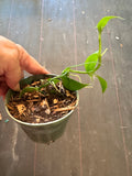 Vanilla Planifolia aka Vanilla Bean Orchid