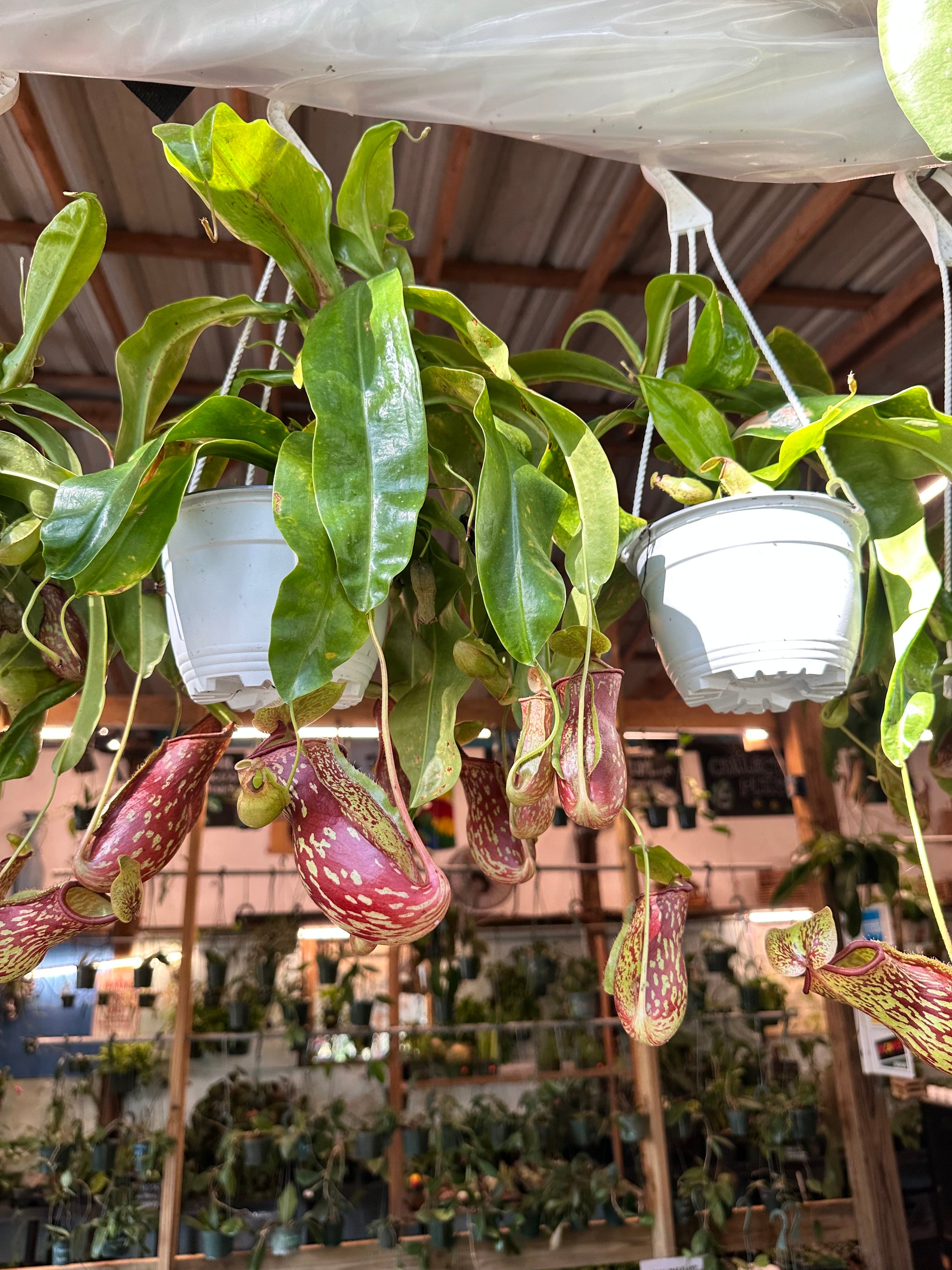 hanging carnivorous plants Nepenthes Gaya aka Carnivorous Pitcher Plant 6” hanging basket –  Christine's Tropical & Exotic Plants