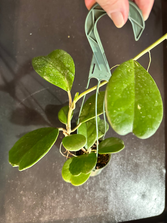 Hoya Kerrii Quilt-leaf hanging basket