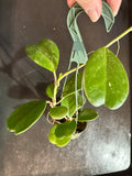 Hoya Kerrii Quilt-leaf hanging basket