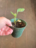 Aglaonema Red Zircon