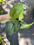 Scindapsus Silver Splash