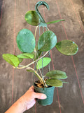 Hoya Obovata (Hanging Basket)