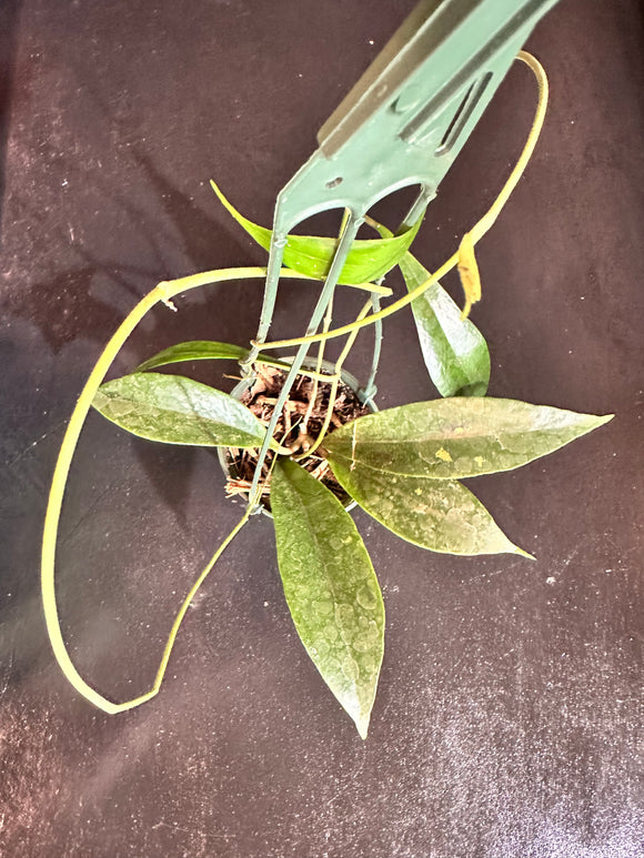 Hoya Estrella sp. Waterfalls (IML 1256) hanging basket