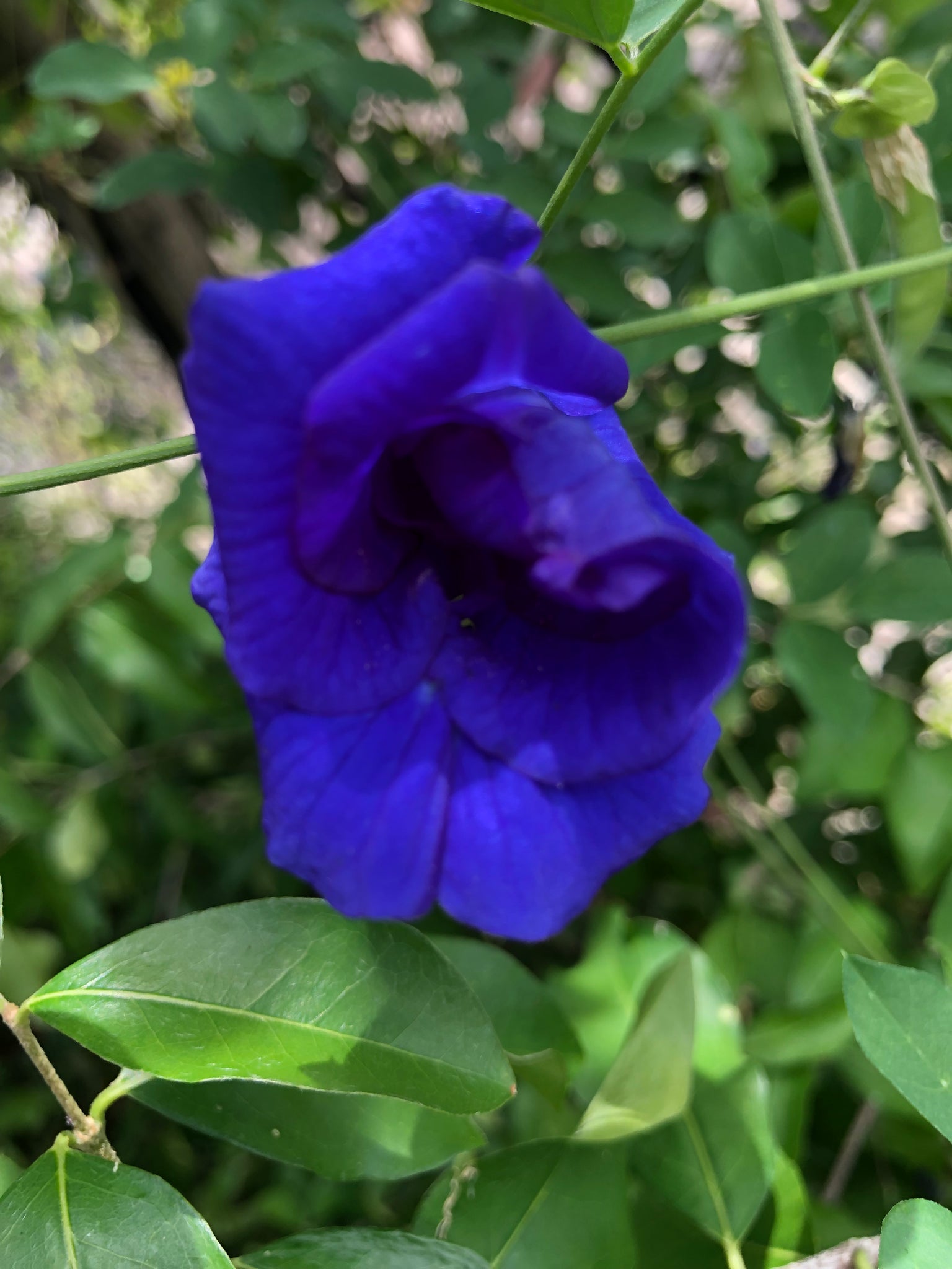 blue pea flower seeds Blue Butterfly Pea Vine (Clitoria ternatea) Seeds – Christine's Tropical & Exotic Plants