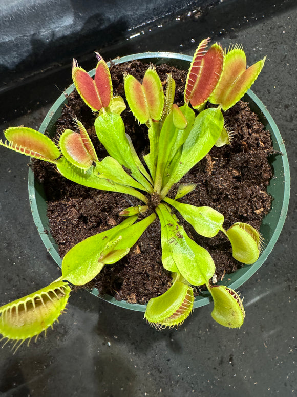 Carnivorous Plants – Christine's Tropical & Exotic Plants