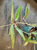 Hoya SR 2007-13 in a Hanging Basket