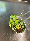 Hoya “Swiffers Tail” RHM 022 hanging basket