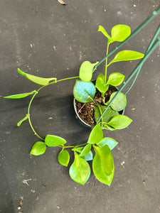 Hoya Diptera hanging basket
