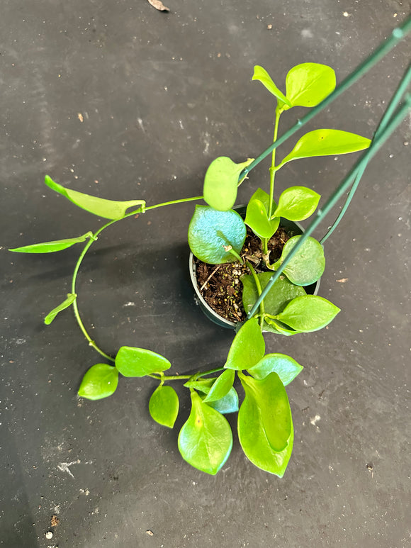 Hoya Diptera hanging basket