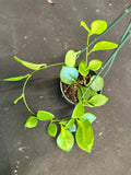 Hoya Diptera hanging basket