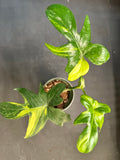 Philodendron Pedatum Variegated