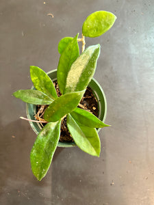 Hoya Revoluta