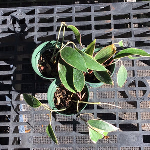 Hoya Latifolia variegated margins AKA macrophylla albo marginata