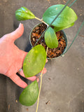 Hoya Hot Lips (Hanging Basket)