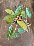 Hoya Latifolia (hanging basket)