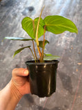 Philodendron Gloriosum