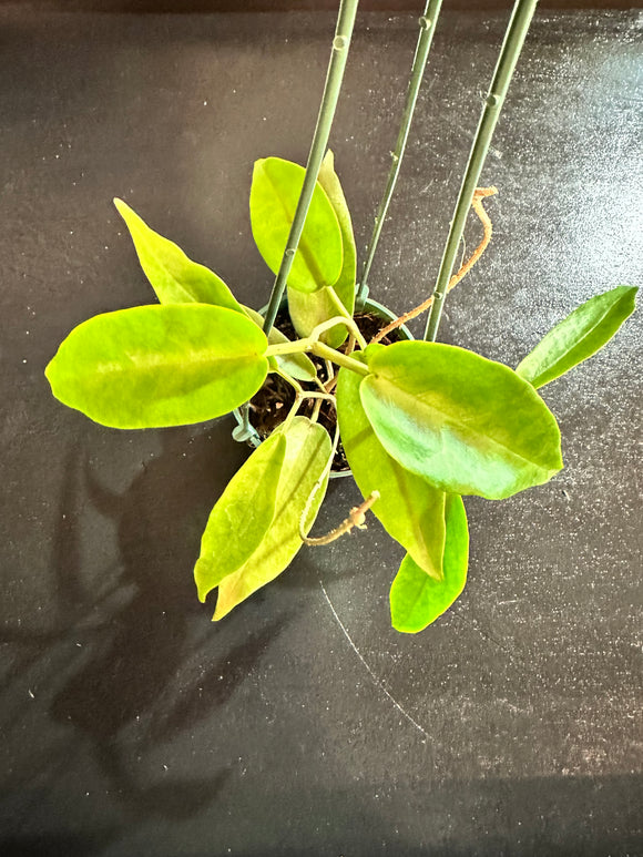 Hoya Archboldiana (hanging basket)