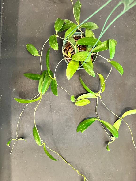 Hoya Black Dragon pubicorolla in a 5” hanging basket