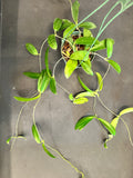 Hoya Black Dragon pubicorolla in a 5” hanging basket