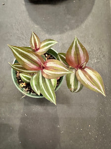 Tradescantia Silver Stripe