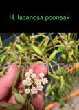 Hoya Lacunosa Poonsak hanging basket