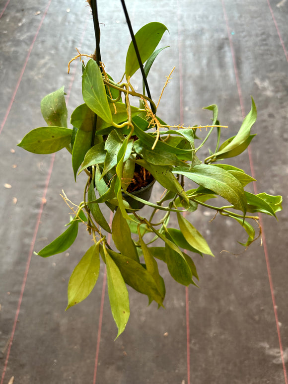 Hoya Obscura hanging basket