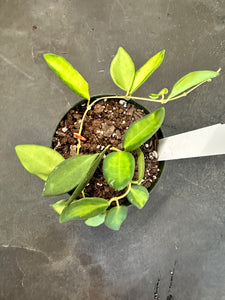 Hoya Burtoniae variegated aff.