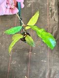 Hoya Callistophylla (hanging basket)